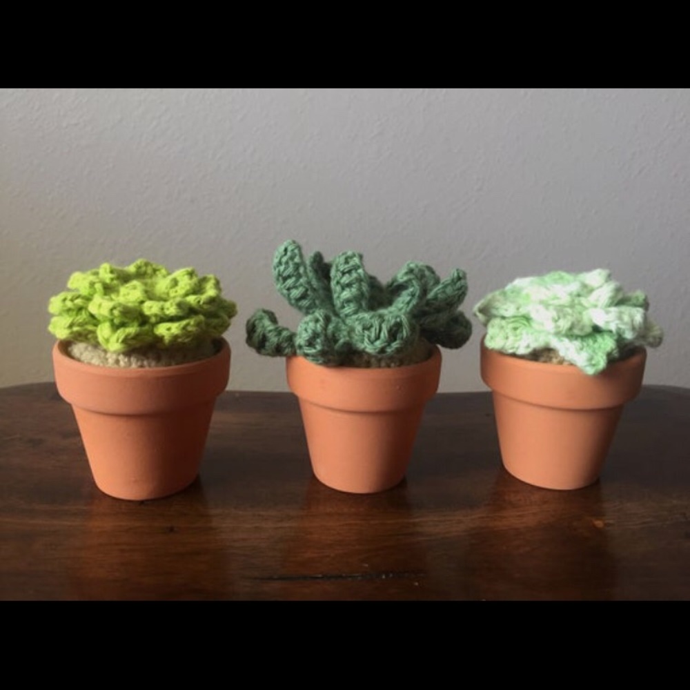 Succulent Set